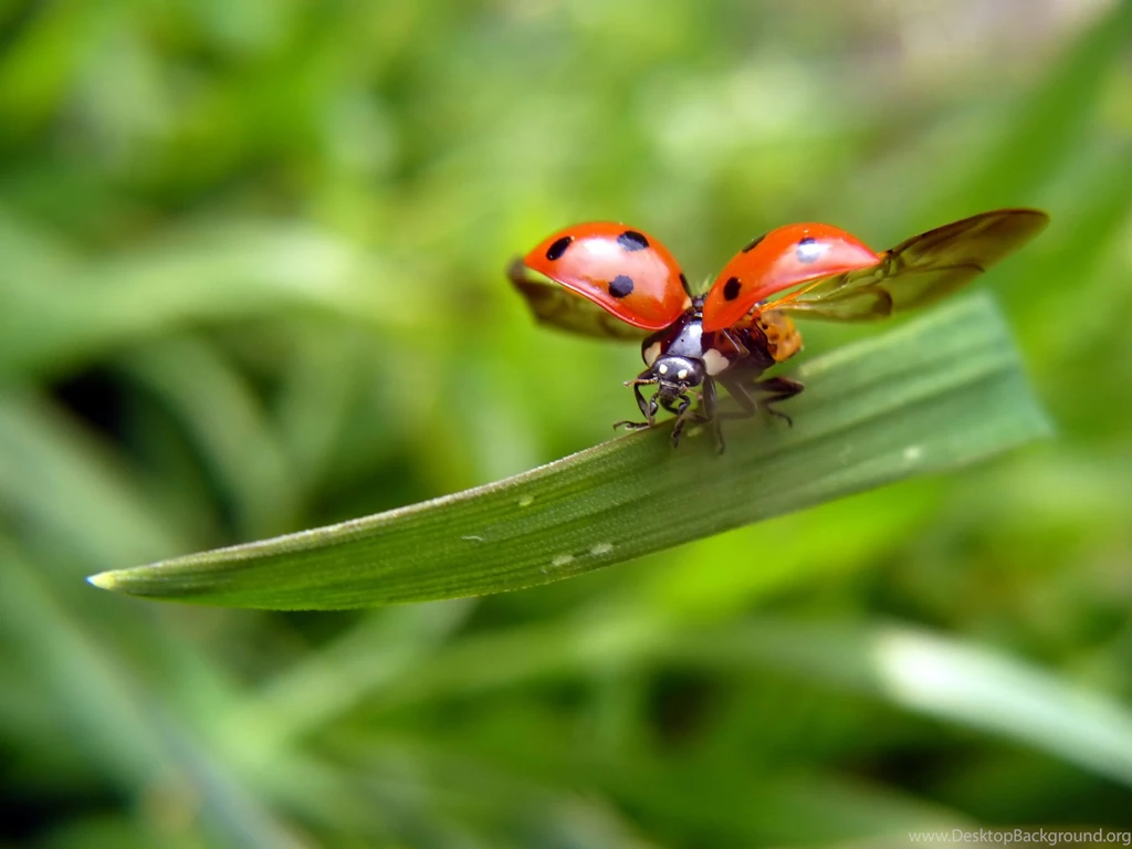 Ladybug