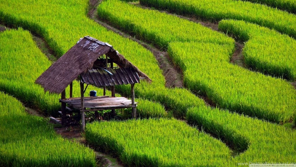 Rice Field Landscape HD Desktop Wallpapers : High Definition ...