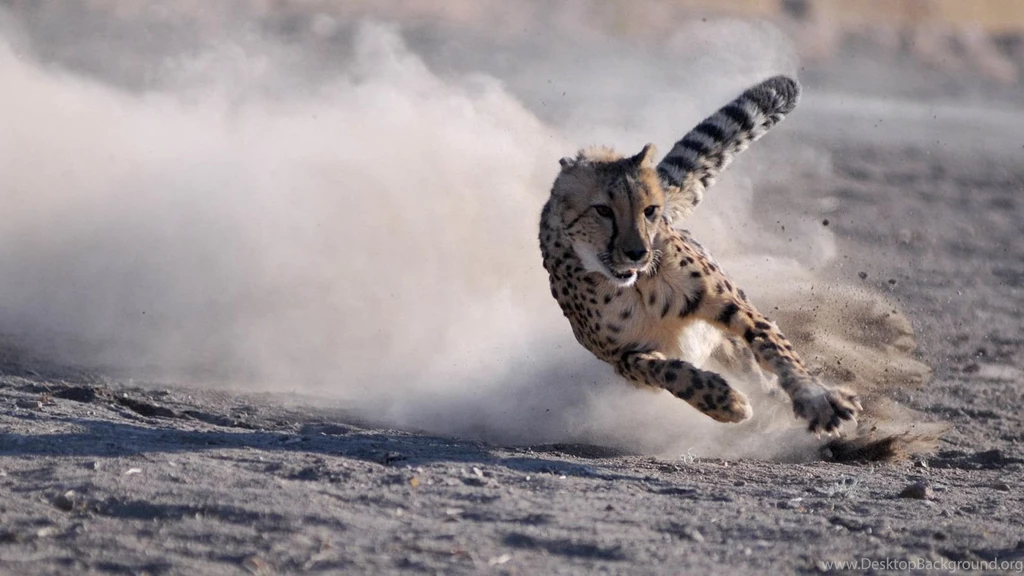 Cheetah's Running Full Speed Wallpaper.