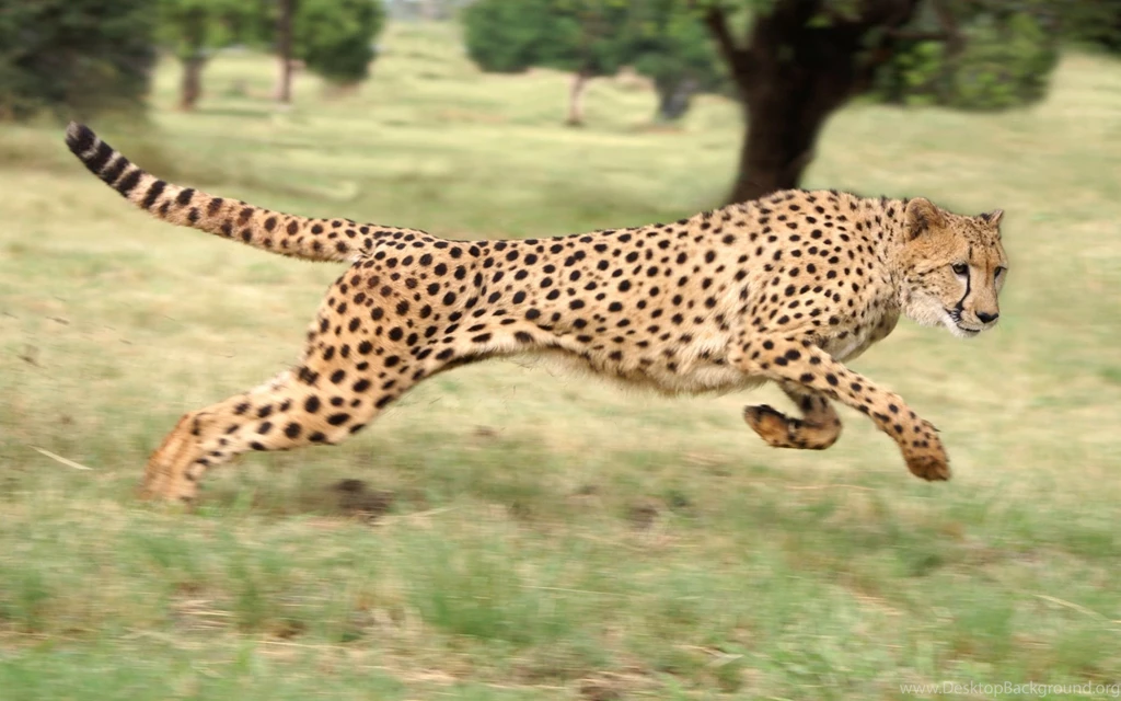 Running Cheetah 2560x1600 WHQD 16/10 (Wide Quad High ...