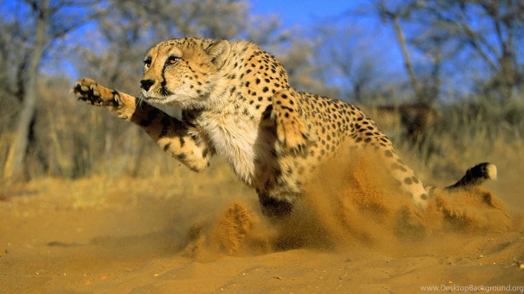 1600x900 Cheetah Running Sand Wallpapers