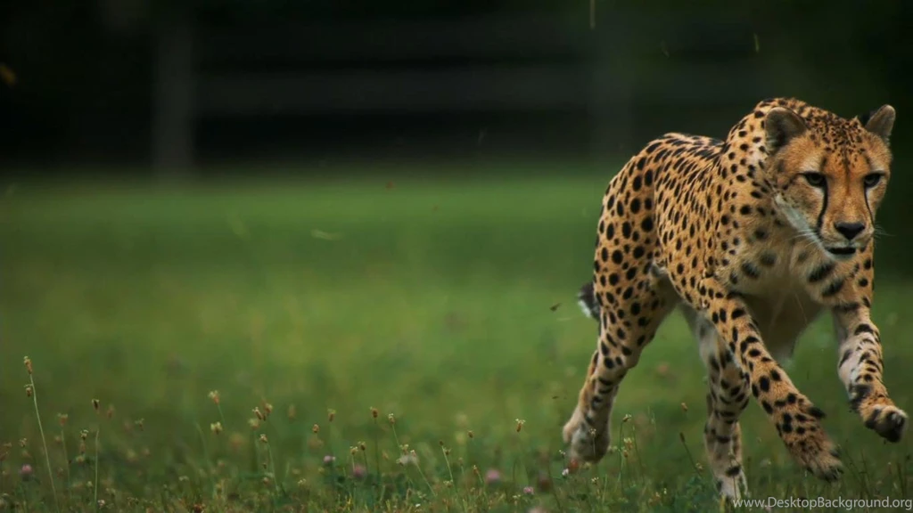 A Cheetah Running At 75mph. Notice The Stability Of Its Head At ...