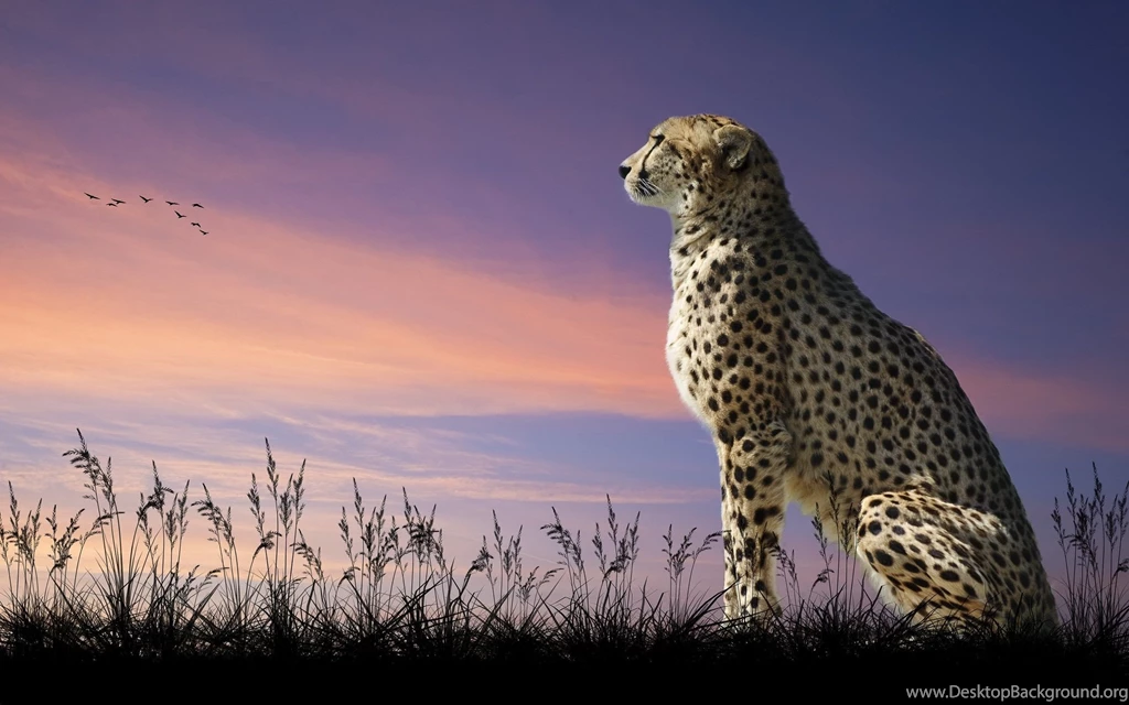 Cheetah Wallpapers