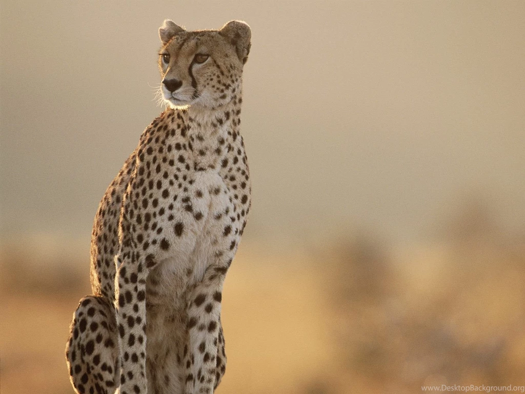 Cheetah Wallpapers Wallpapers Cave