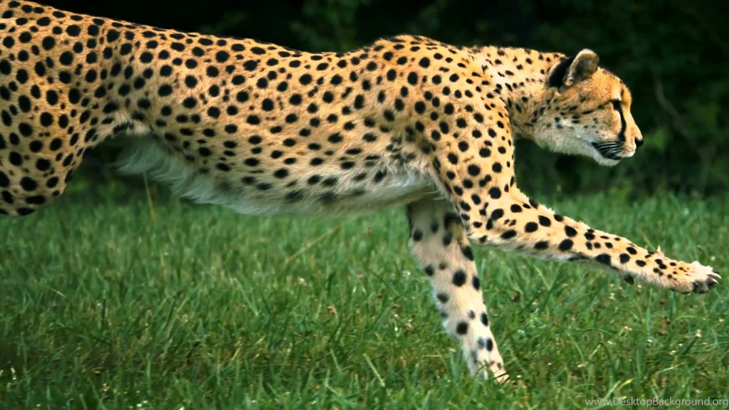 Running Cheetah On High Speed HD Camera YouTube