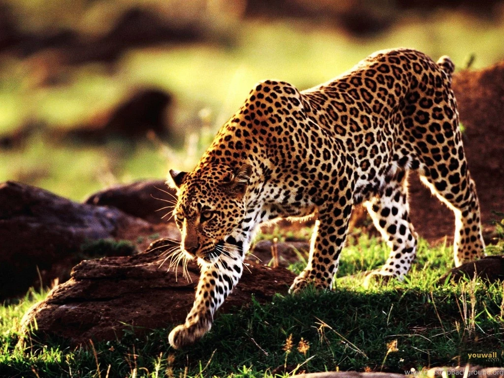 Fast Cheetah Running
