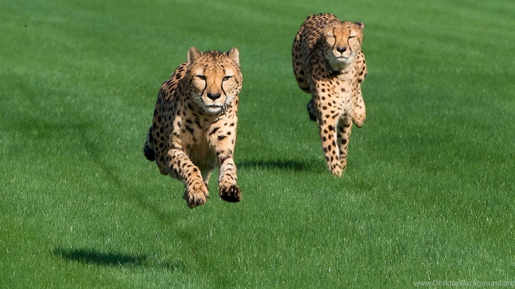 Houston Zoo Cheetahs Run At Sam Houston Race Park! YouTube