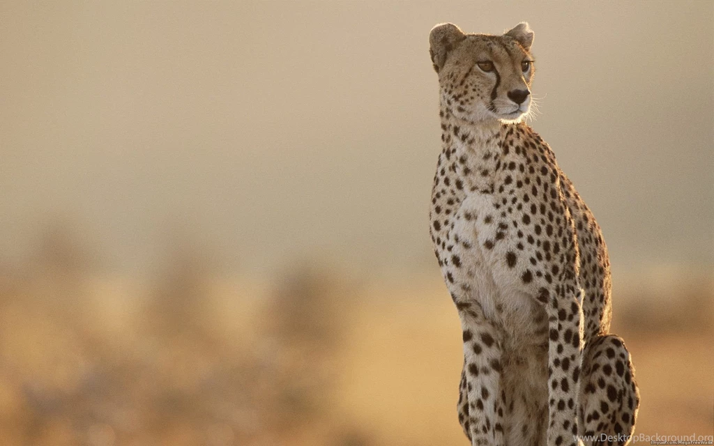 Cheetahs Cubs Running Wallpaper.