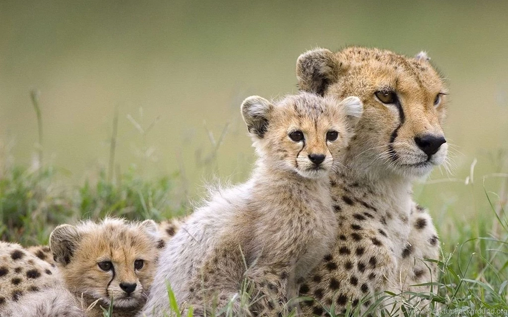 Cheetah Family Wallpapers