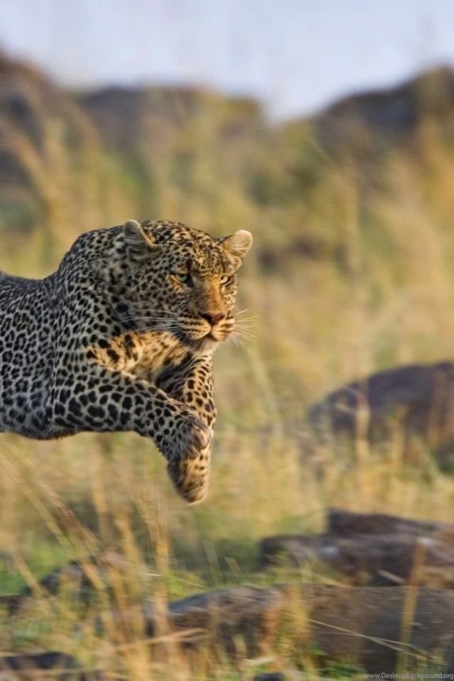 Running Cheetah HD Wallpapers For Your PC, Mac Or Mobile Device In ...