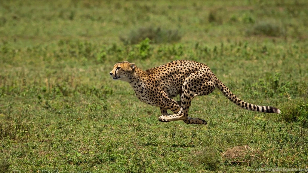 Cheetah Running 1920x1080 (1080p) Wallpapers HD Wallpapers