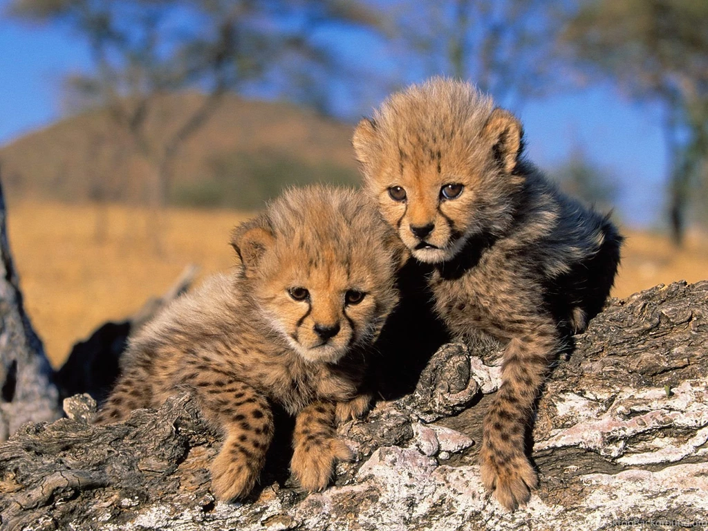 Animal Zoo Life: Cheetah,cheetahs,king Cheetah,cheetah Facts,baby ...