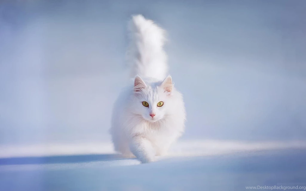 White Cat HD Wallpaper, Cute White Cat Images, New Wallpapers