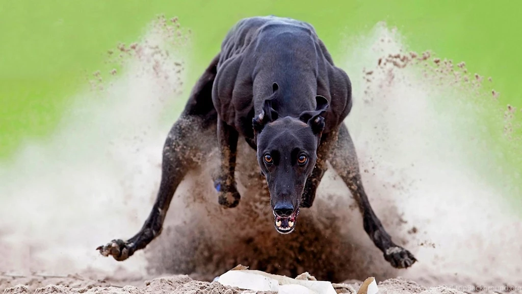 Greyhound HD Wallpaper, Greyhound Dog Images, New Wallpapers