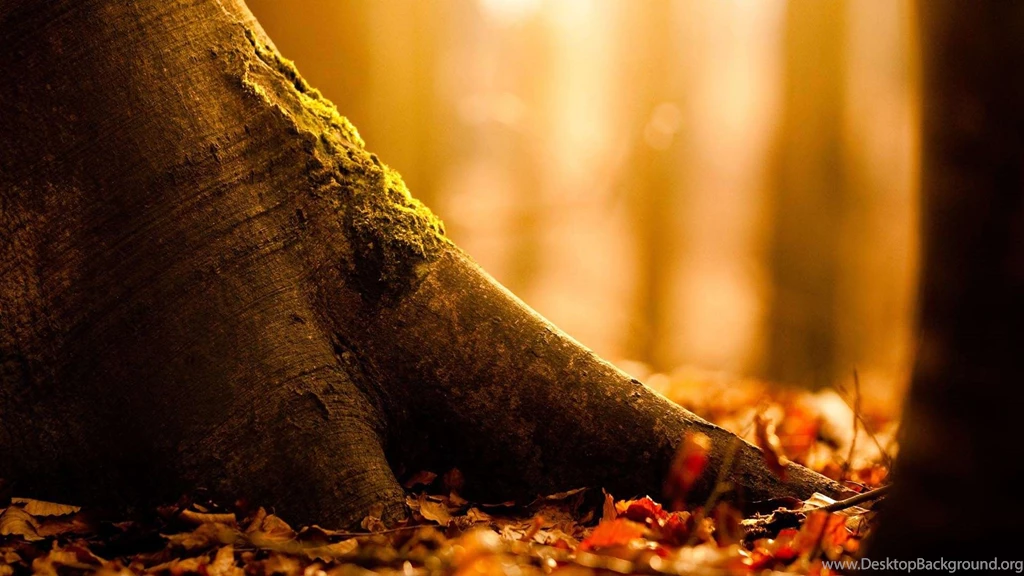 Complete And Realistic Natural Fall View In Your Desktop: Autumn ...