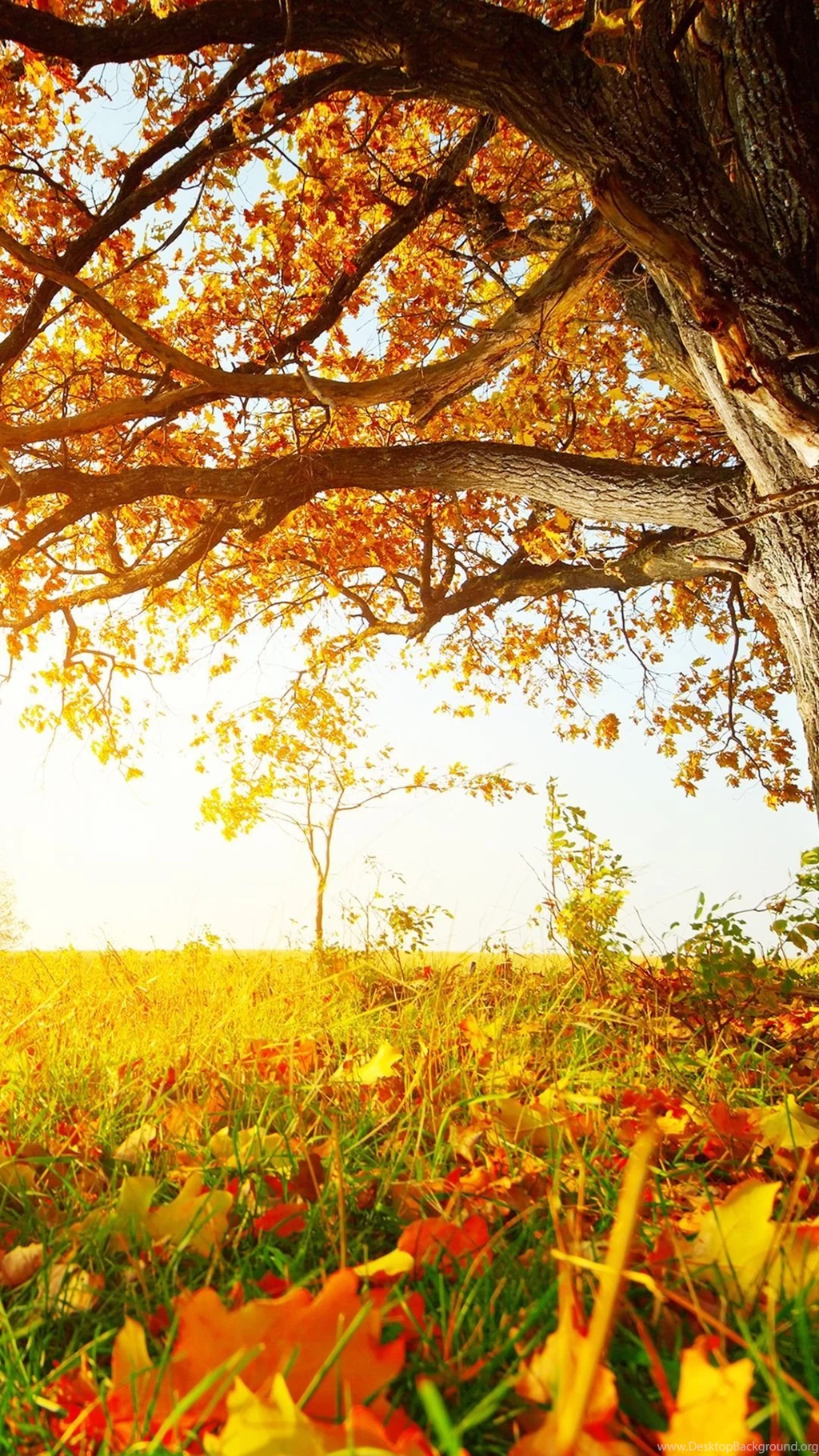 Sony Xperia Z1, ZL, Z, Samsung Galaxy S4, HTC One Fall Wallpapers ...