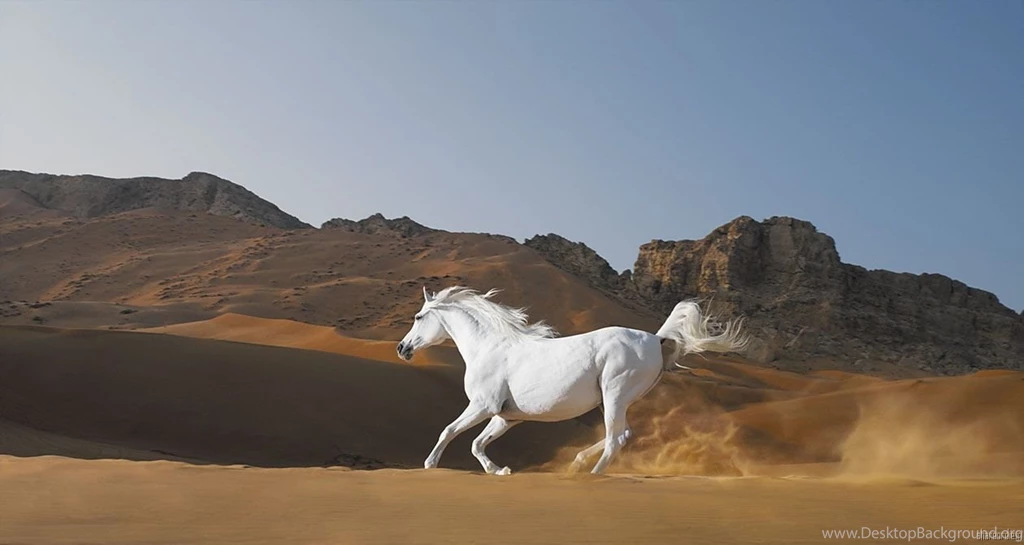 Pictures: Top 10 Horse Wallpaper, Horse Wallpapers