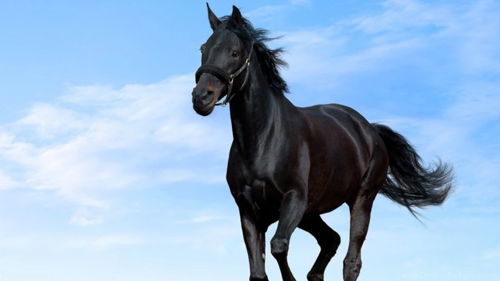 Download Black Horse Wallpapers For Desktop