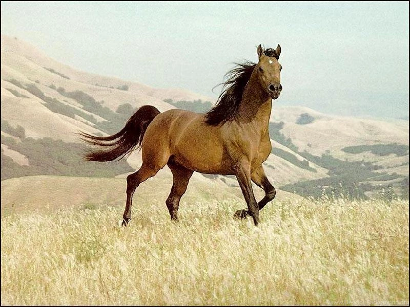 Horse Wallpapers 15 Best Wallpapers Collection
