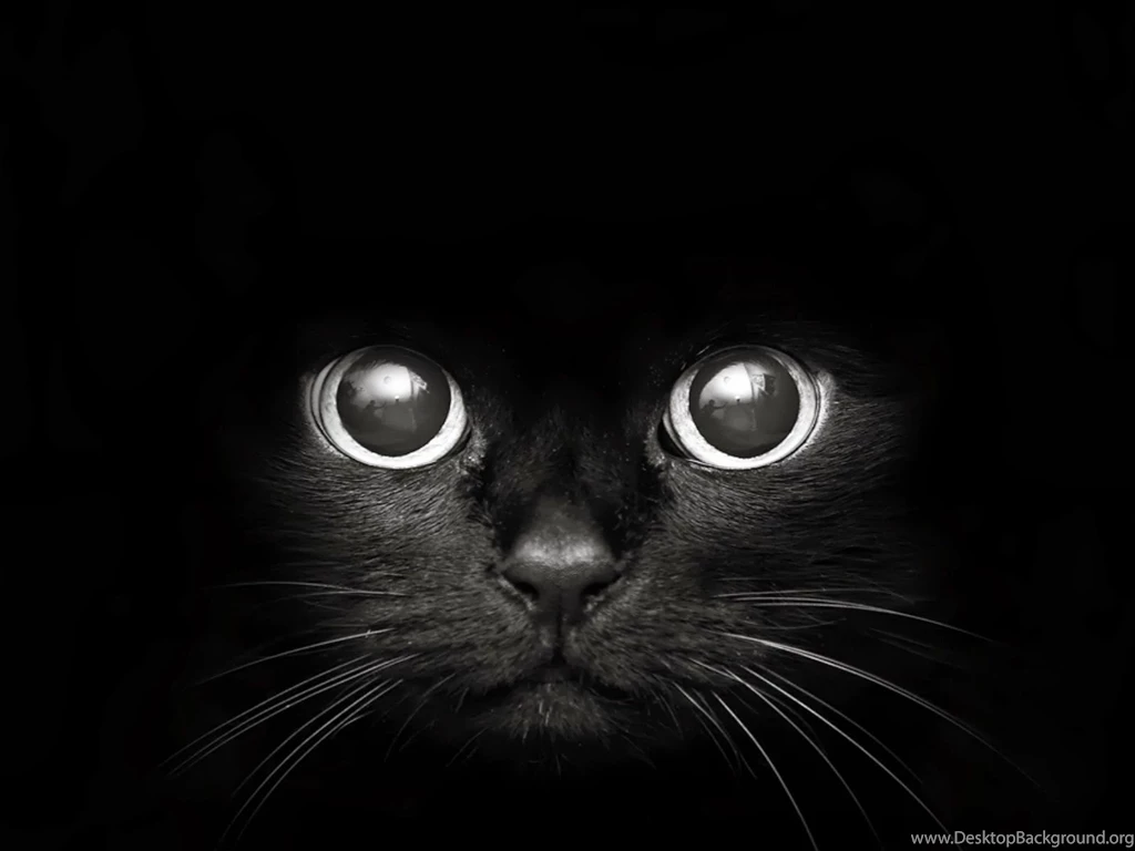 Cat Wallpapers