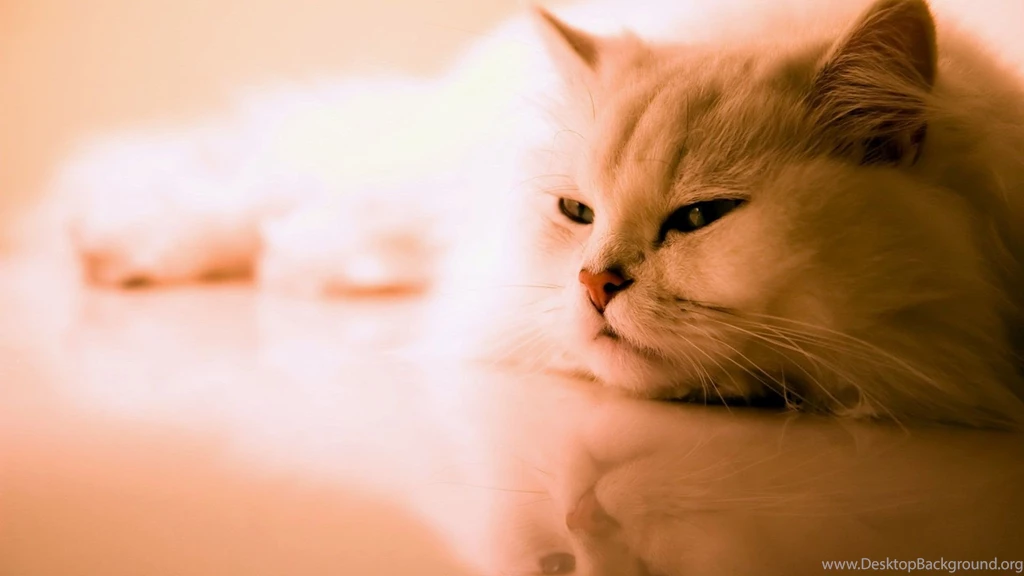 5 Free Cat Wallpapers