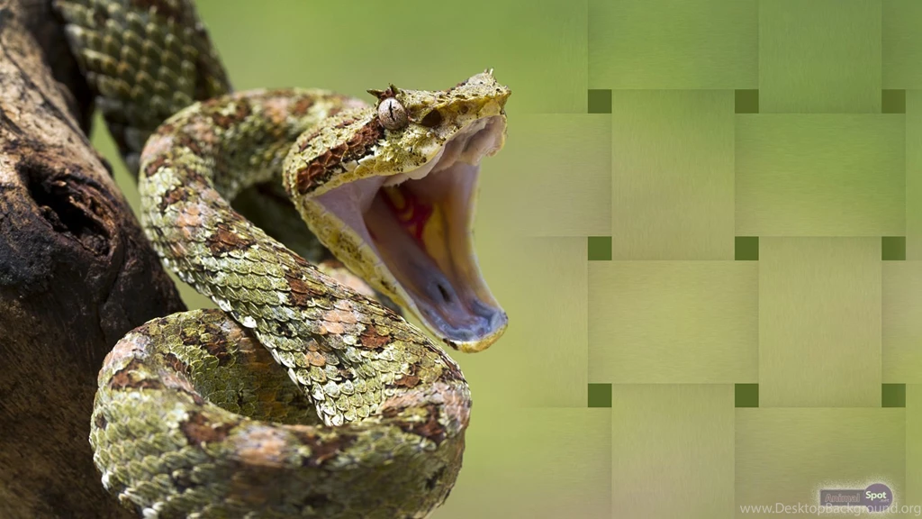 Snake Wallpapers « Animal Spot