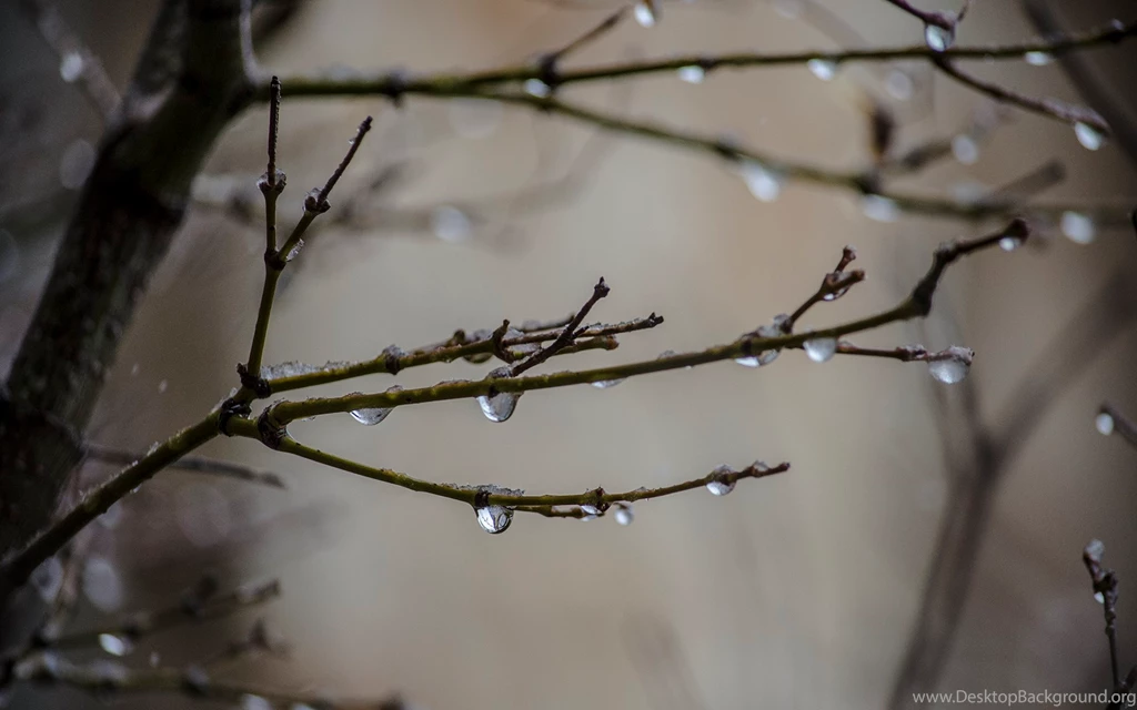 Nature Drops Water Wet Rain Storm Branch Twig Macro Close Up ...