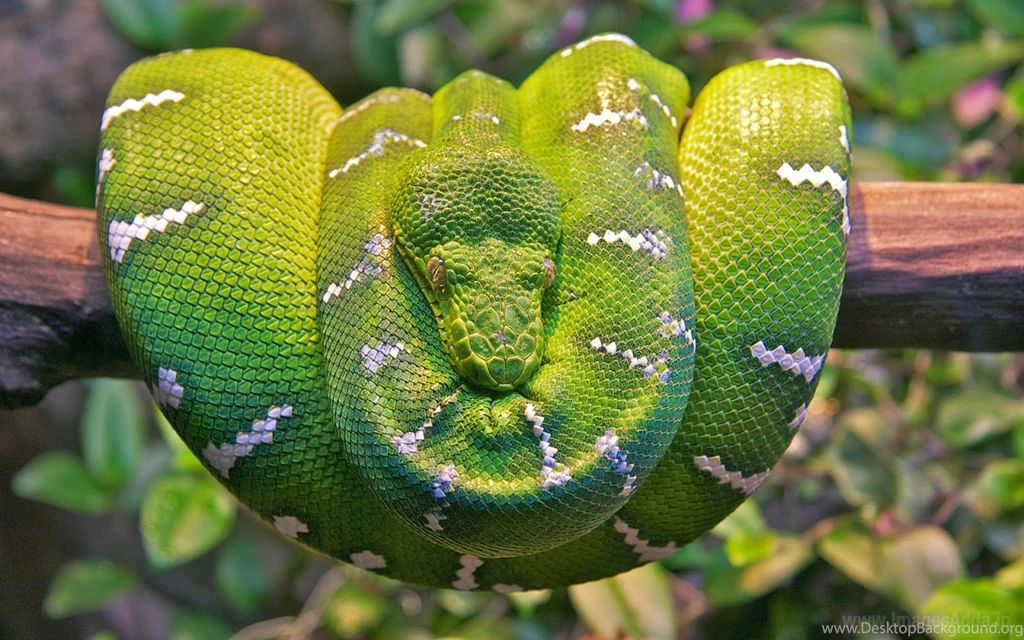 Emerald Tree Boa Snake Wallpapers
