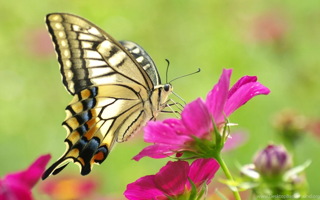 Beautiful Butterfly On The Flower Macro Wallpa