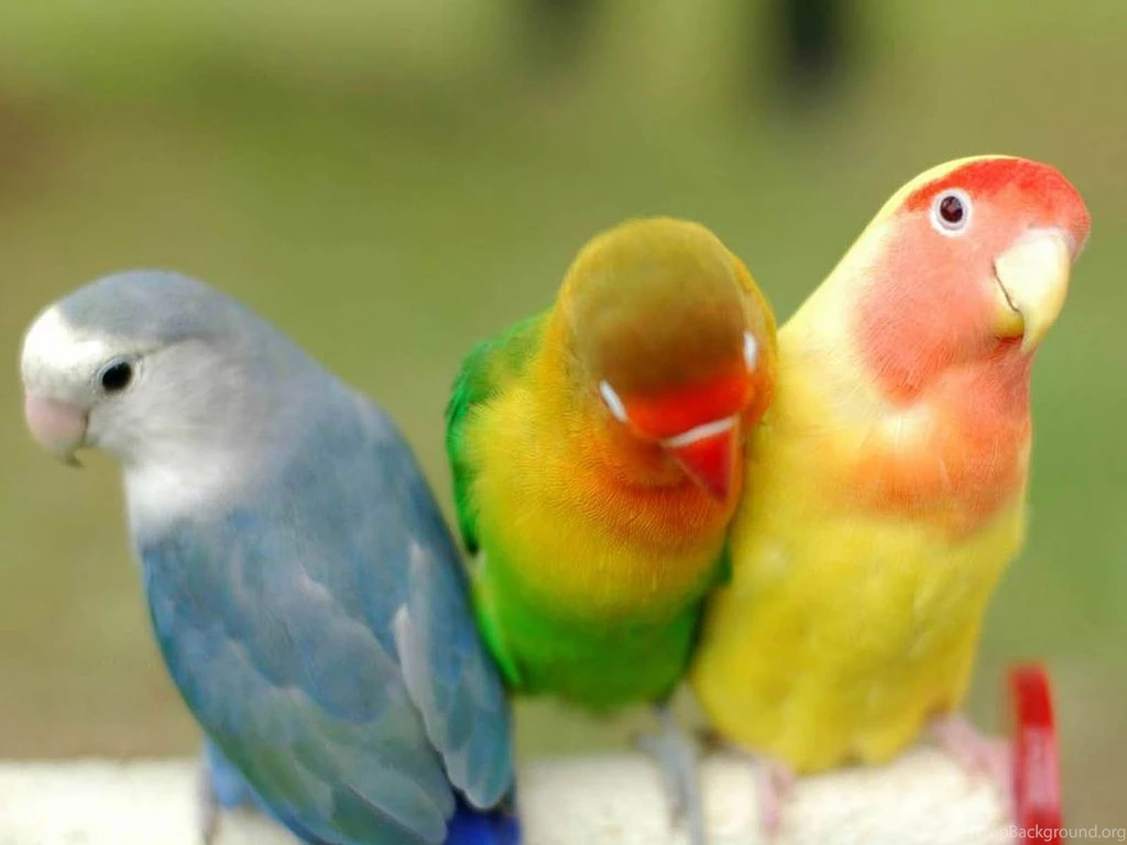 Desktop Wallpapers: Colourful Parrots Desktop Wallpapers