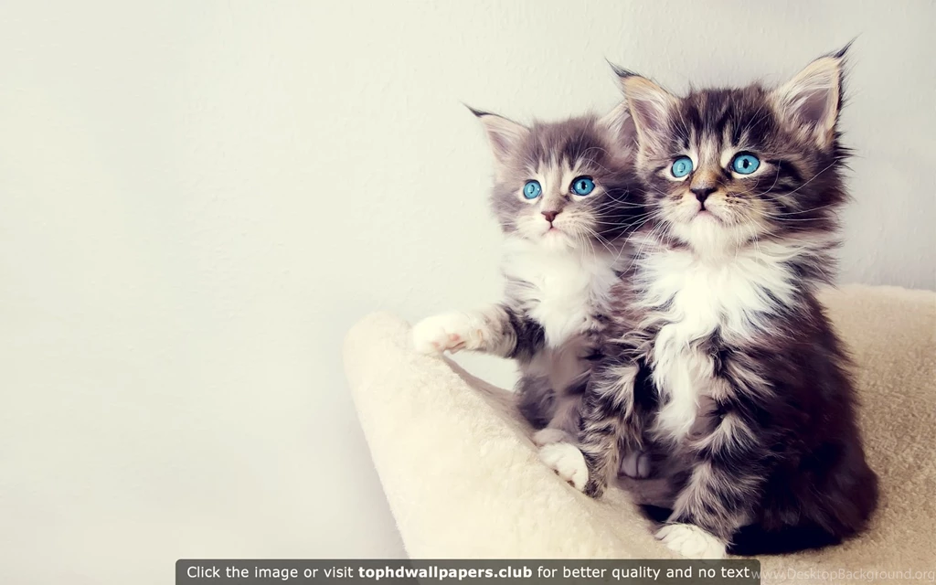 Best Kitten 4K Or HD Wallpapers For Your PC, Mac Or Mobile Device