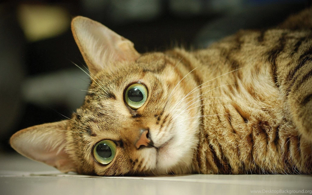 Best Cute Cat Eyes Wallpapers Desktop Wallpapers And Stock Photos