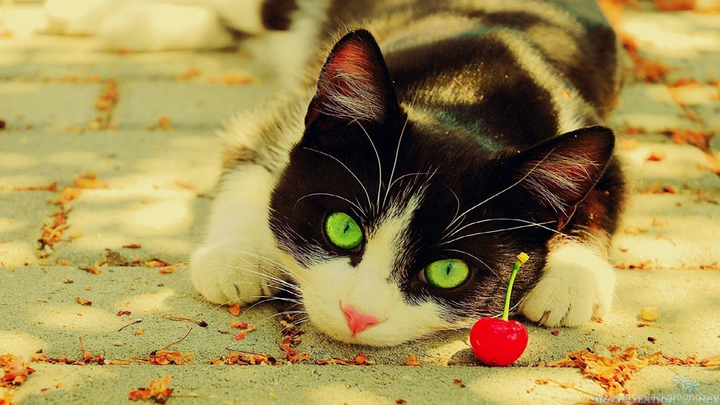 The Best Of Amazing Cool Cat HD Wallpapers – Pix For Gt Awesome ...