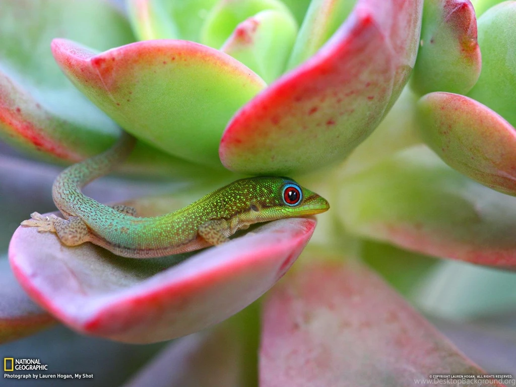 MADAGASCAR DAY GECKO MAUI WALLPAPER (