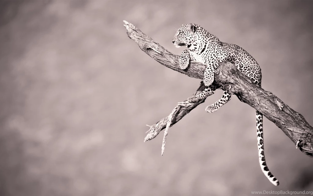 Animal Wallpapers