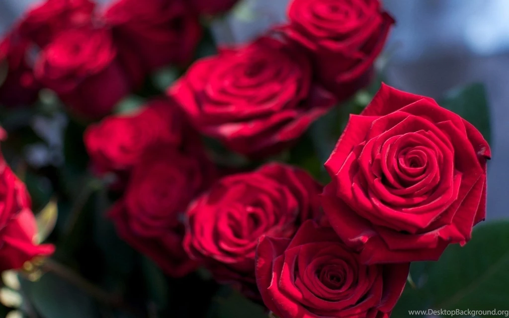 Red Rose Flowers Images And Wallpapers Download