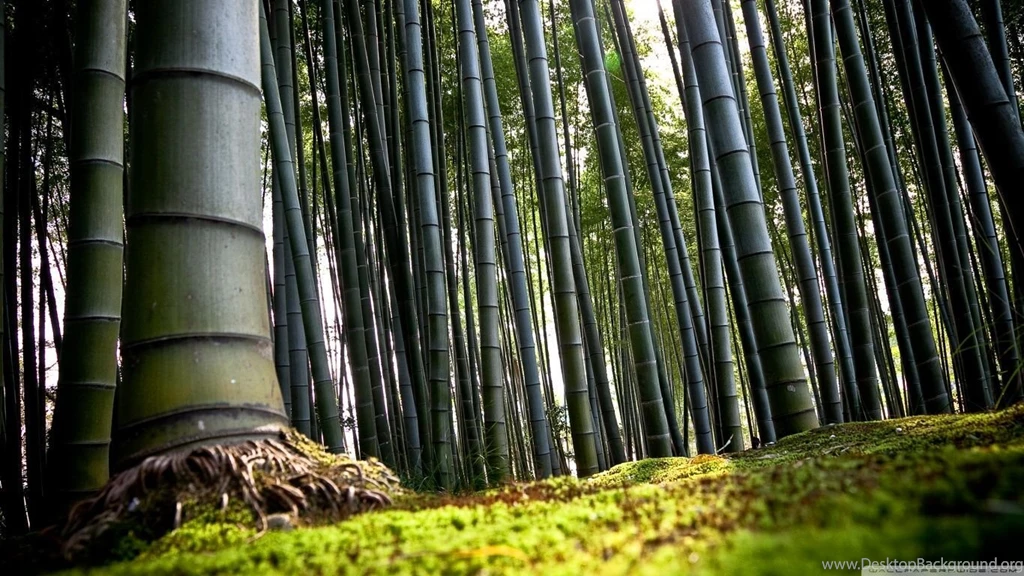Bamboo HD Desktop Wallpapers : Widescreen : High Definition ...