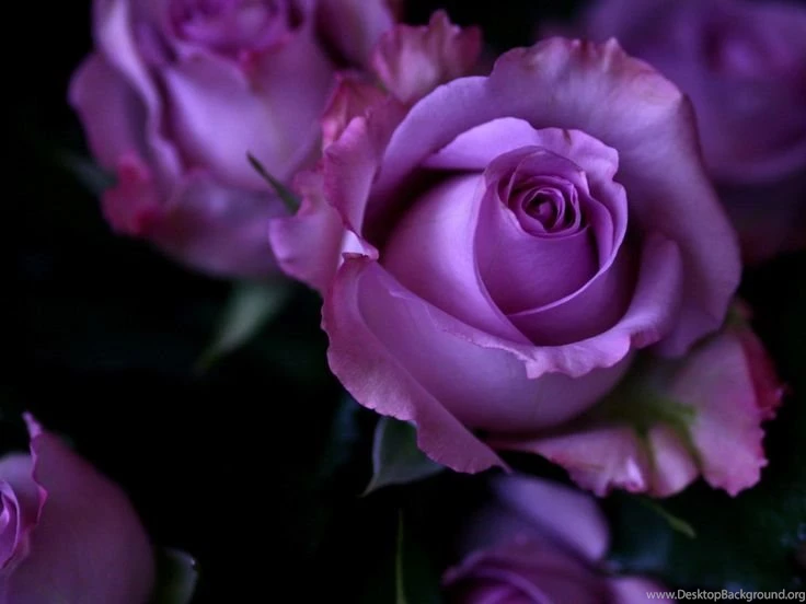Purple Roses