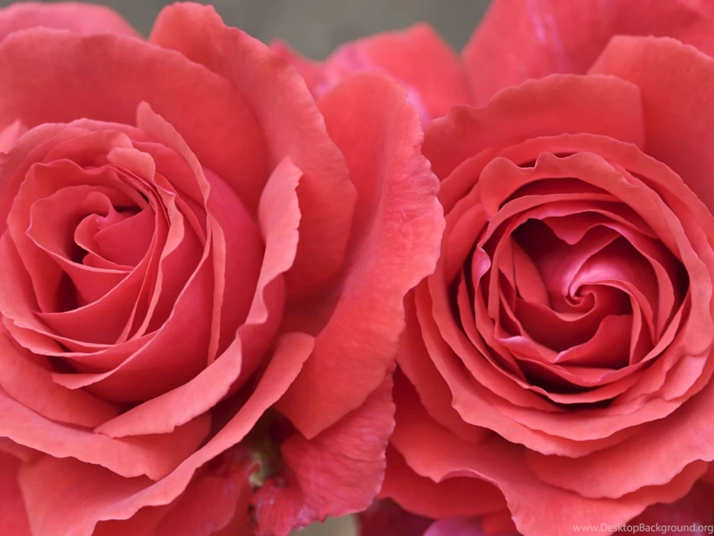 Pink Rose HD Wallpapers