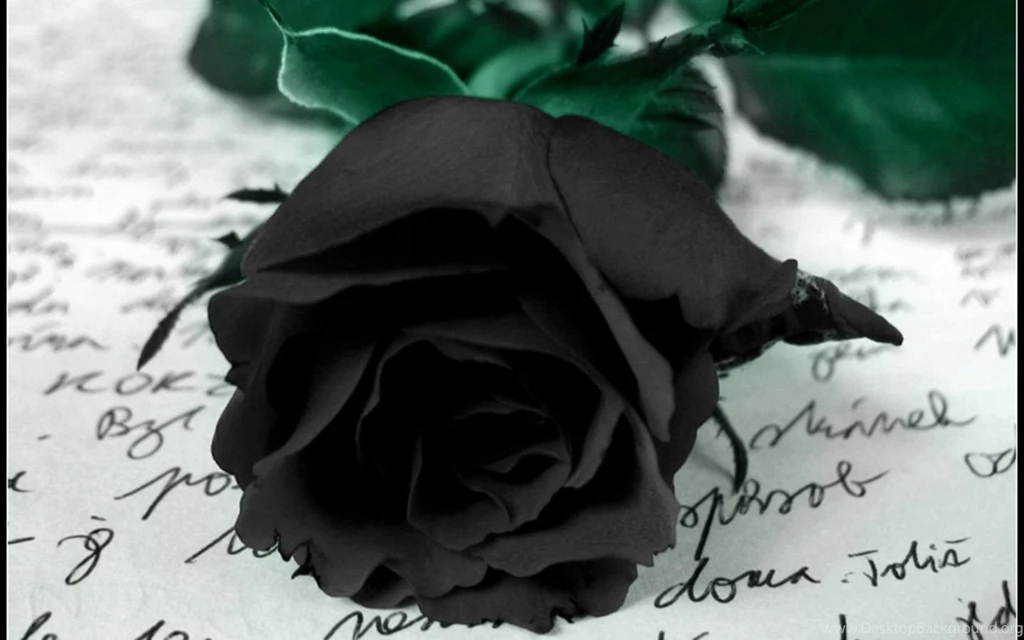 Black rose wallpaper hd wallpapers.jpg