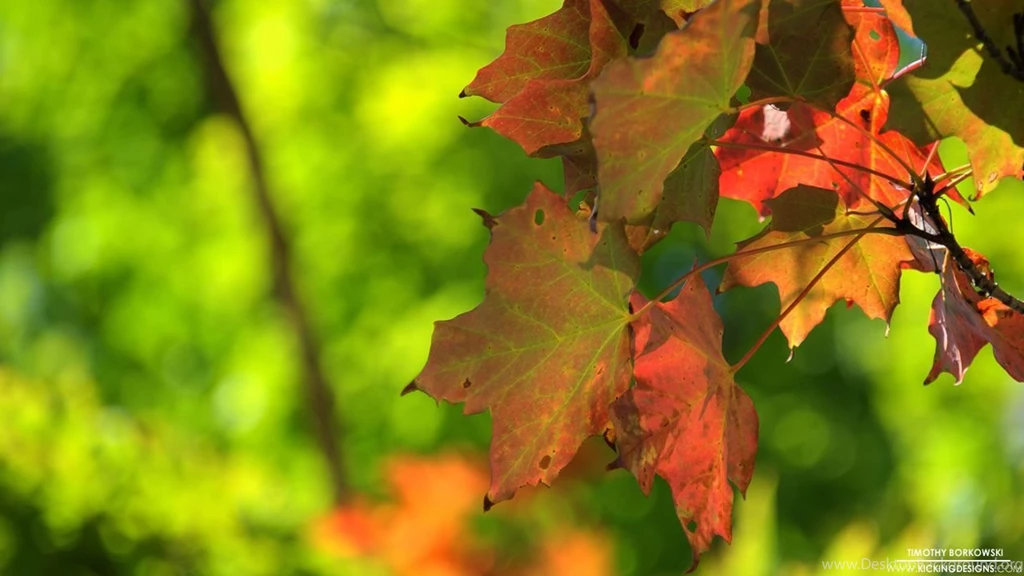 Fall foliage 9 12 2012_hd 720p.jpg