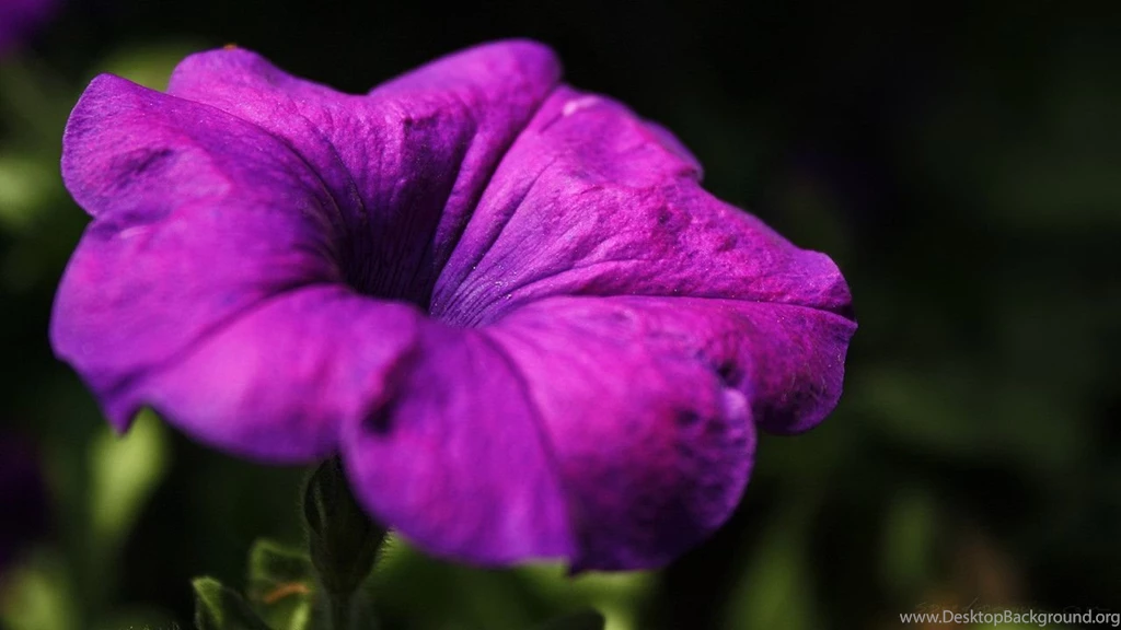 HD Wallpapers 720p   Wallpapers Cave