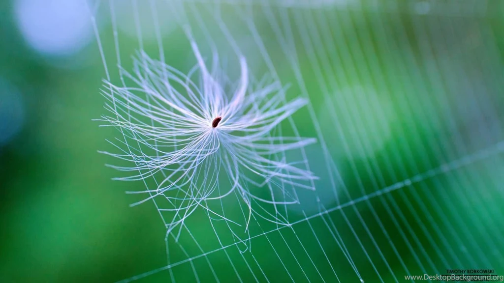 Nature 001 Wallpapers