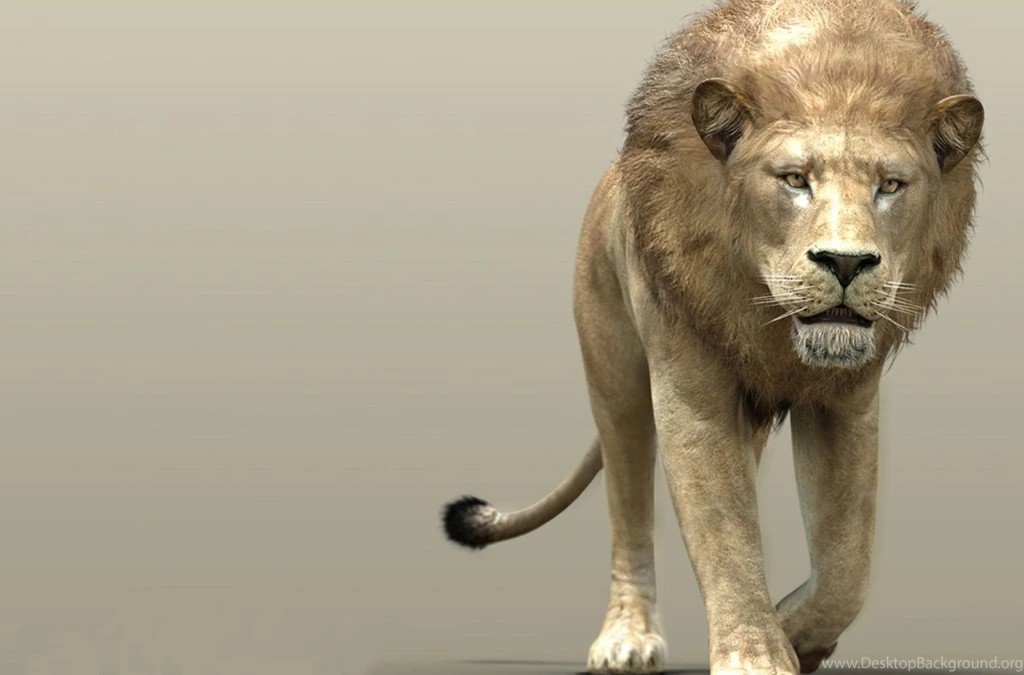 Mountain lion