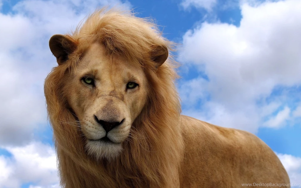 Amazing 3D Lion Wallpapers