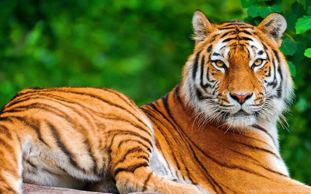 Tiger Wallpapers Hd Free Download