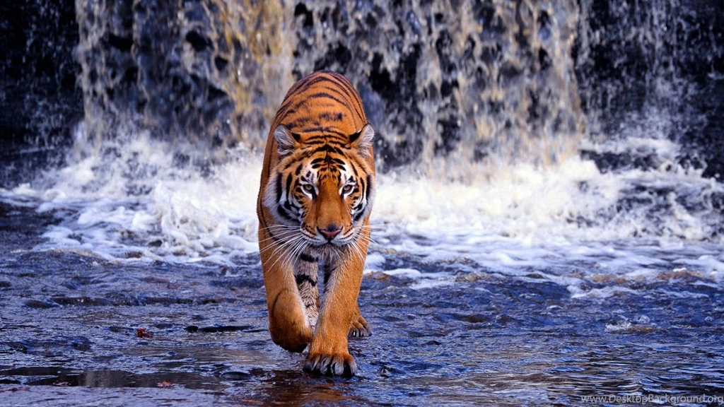 3D Tiger Desktop Wallpaper, 3D Tiger Images