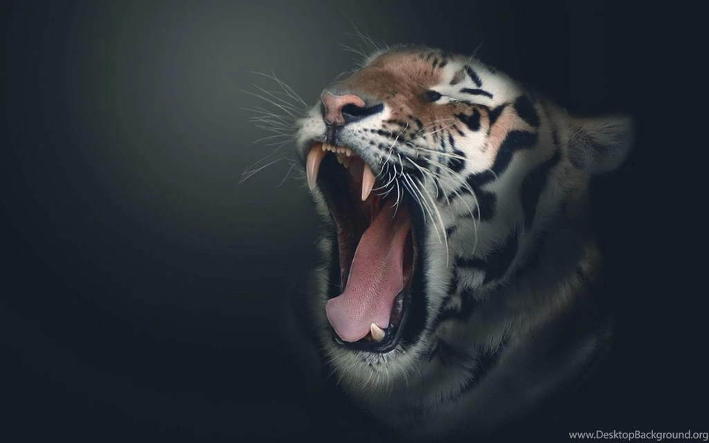 Tigers Wallpapers HD