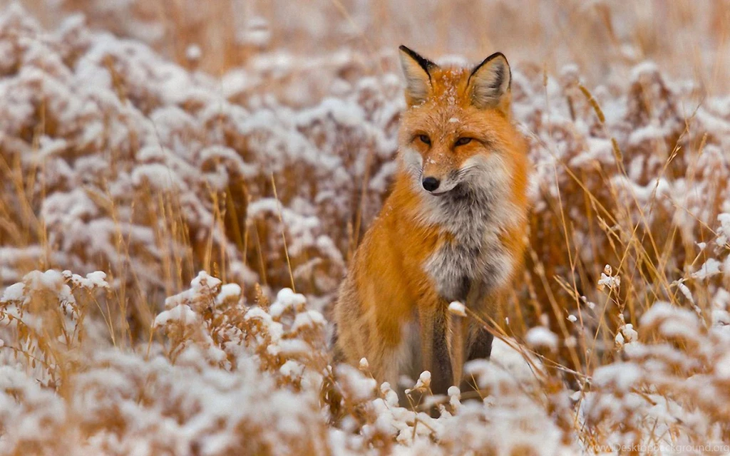 Animal Desktop Wallpapers