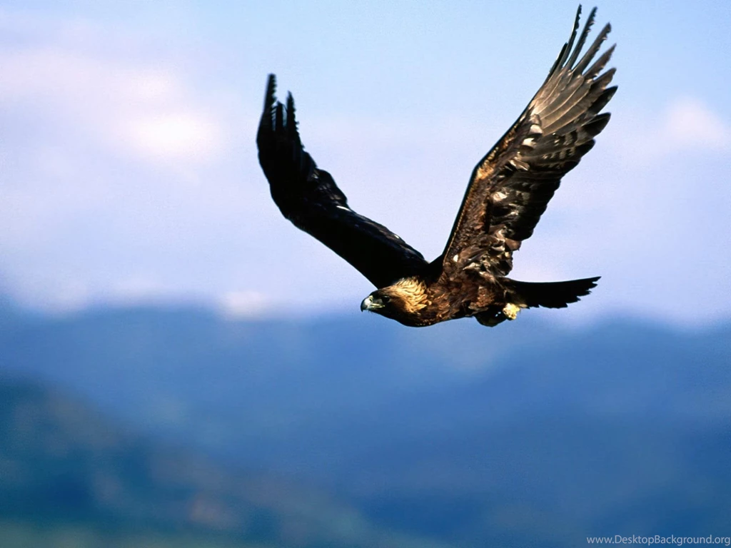 High Definition Eagle Wallpapers For Free Download